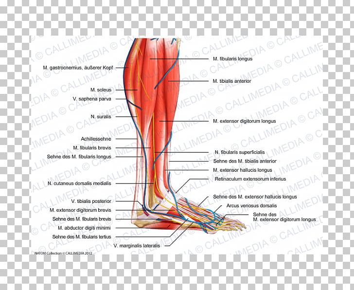Superficial Peroneal Nerve Human Leg Crus Vein PNG, Clipart, Area, Arm, Blood Vessel, Common Peroneal Nerve, Crus Free PNG Download