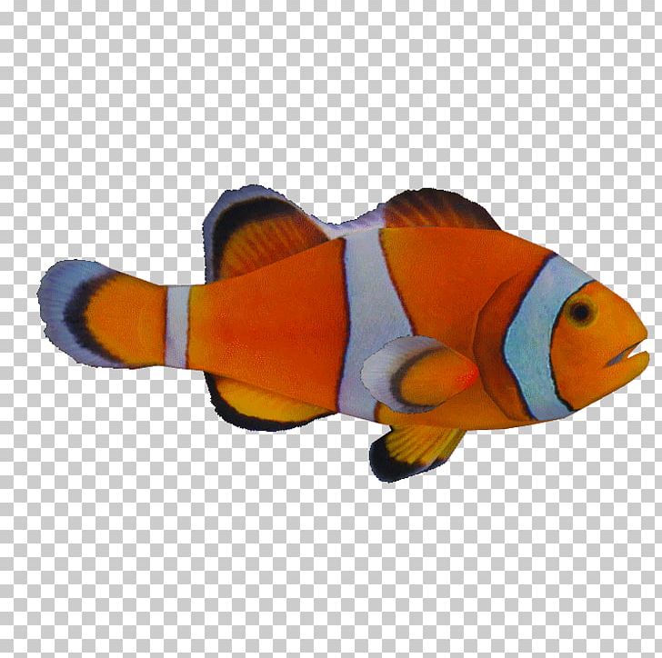 Bony Fishes Ocellaris Clownfish Orange Clownfish PNG, Clipart, Animal, Animals, Aquatic Animal, Bony Fish, Bony Fishes Free PNG Download