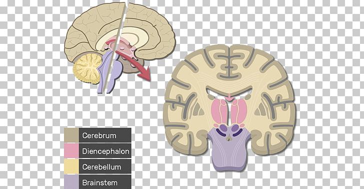 Cerebral Cortex Human Brain Cerebrum Lobes Of The Brain PNG, Clipart, Anatomy, Brain, Brainstem, Cerebral Cortex, Cerebrum Free PNG Download