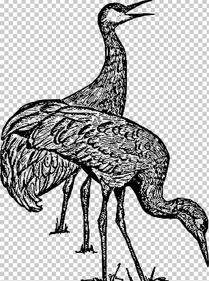 Crane Bird Computer Icons PNG, Clipart, Beak, Bird, Black And White, Chicken, Computer Icons Free PNG Download