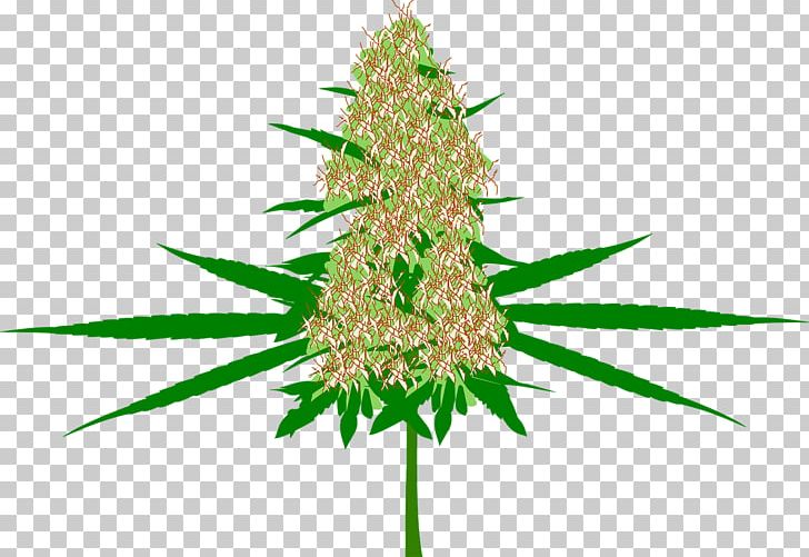 Hash PNG, Clipart, Bud, Cannabidiol, Cannabis, Christmas Decoration, Family Tree Free PNG Download