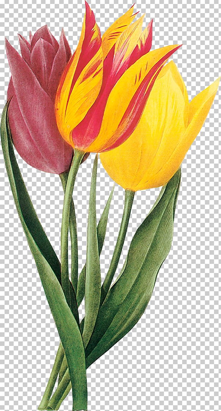 Indira Gandhi Memorial Tulip Garden Drawing PNG, Clipart, Art, Botanical Illustration, Cut Flowers, Daffodils, Drawing Free PNG Download