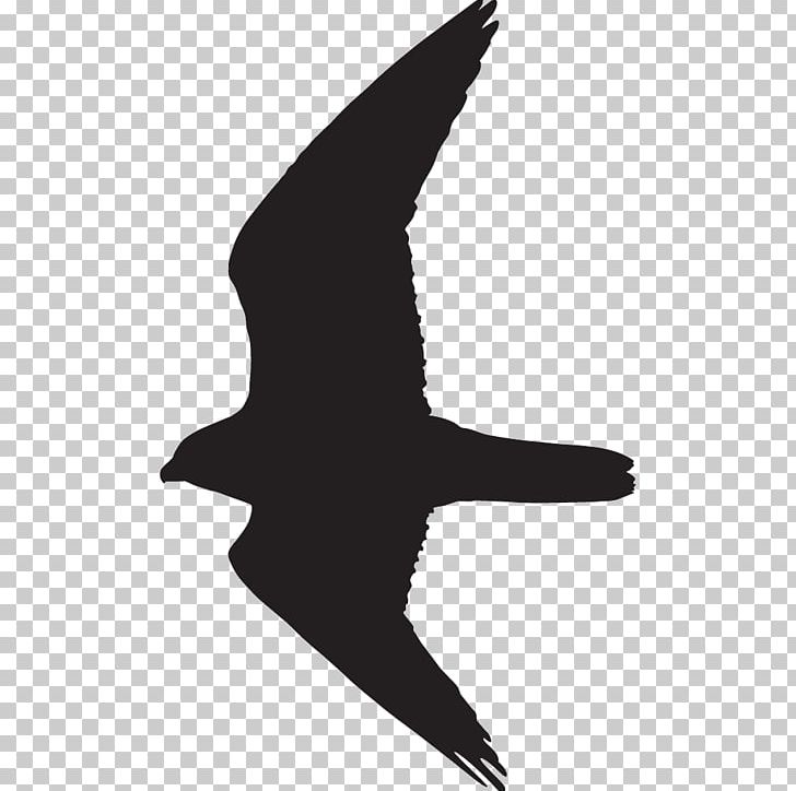 Bird Silhouette Prairie Falcon PNG, Clipart, All About, American, American Kestrel, Animals, Beak Free PNG Download