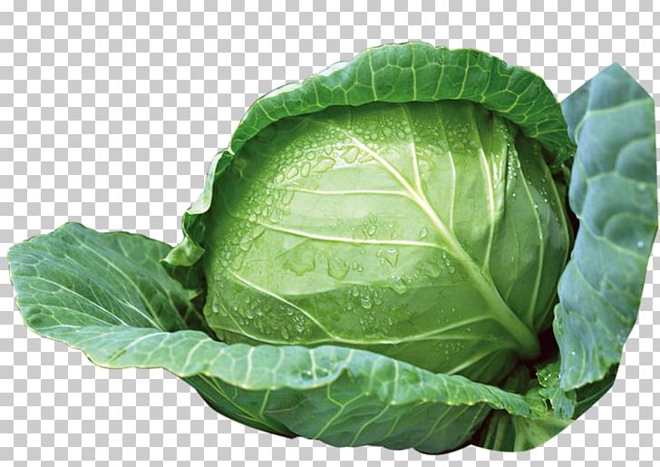Cabbage Vegetable PNG, Clipart, Background Green, Brassica Oleracea, Cabbage, Chard, Collard Greens Free PNG Download