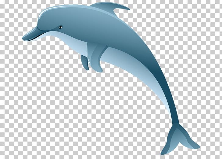 Common Bottlenose Dolphin Short-beaked Common Dolphin Tucuxi PNG, Clipart, Animals, Bottlenose Dolphin, Cetacea, Chinese White Dolphin, Common Bottlenose Dolphin Free PNG Download
