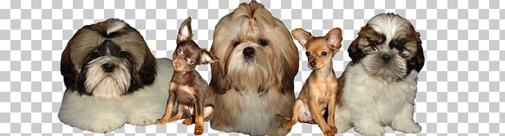 Dog Breed Shih Tzu Russkiy Toy Puppy PNG, Clipart, Animal, Animal Figure, Breed, Carnivoran, Cat Coat Genetics Free PNG Download