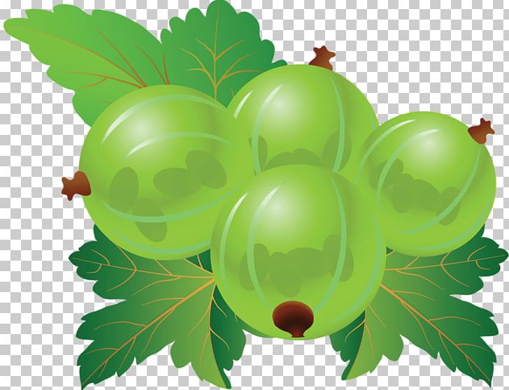 Gooseberry Blueberry PNG, Clipart, Auglis, Blueberry Bush, Blueberry Cake, Blueberry Jam, Blueberry Juice Free PNG Download