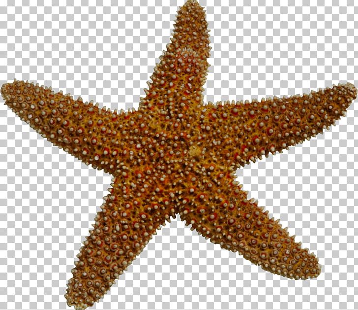 Starfish Sea PNG, Clipart, Adobe Illustrator, Animals, Creative, Decorative Elements, Design Element Free PNG Download