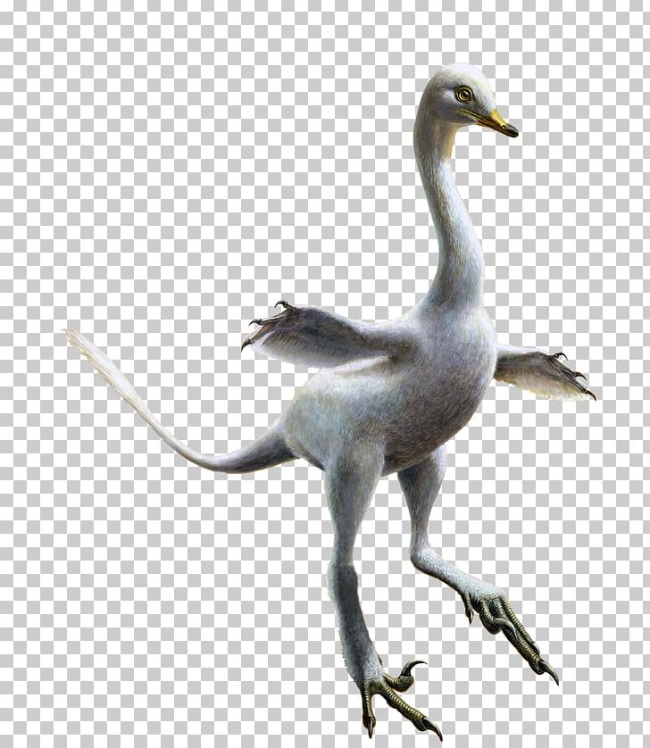 Velociraptor Cygnini Halszkaraptor Dinosaur Reptile PNG, Clipart, Artist, Beak, Bird, Crane Like Bird, Cretaceous Free PNG Download