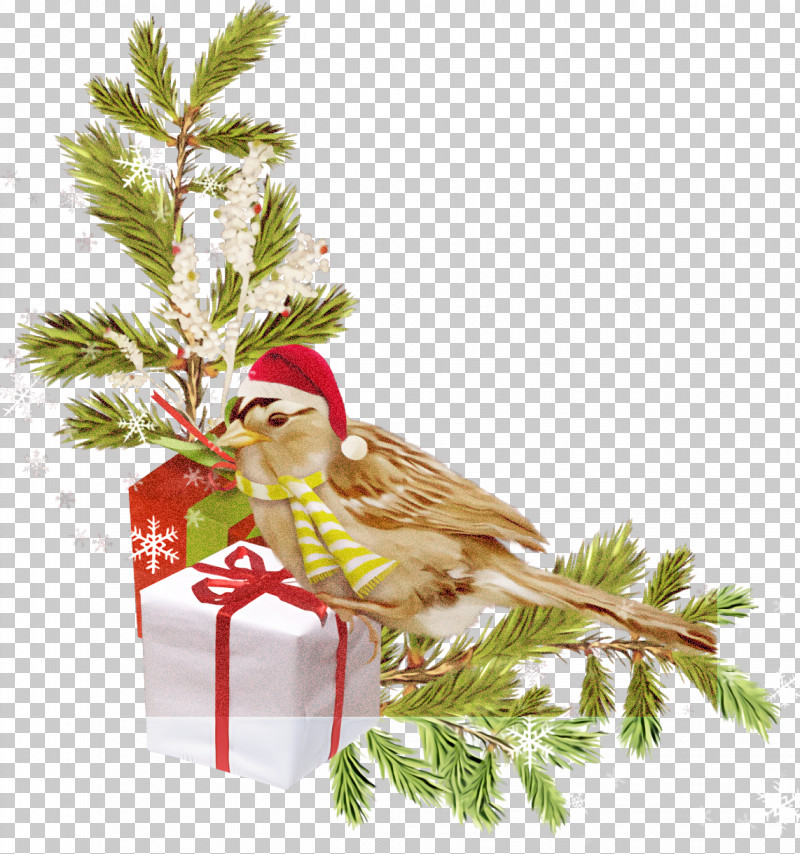 Christmas Ornaments Christmas Decoration Christmas PNG, Clipart, American Larch, Bird, Branch, Christmas, Christmas Decoration Free PNG Download