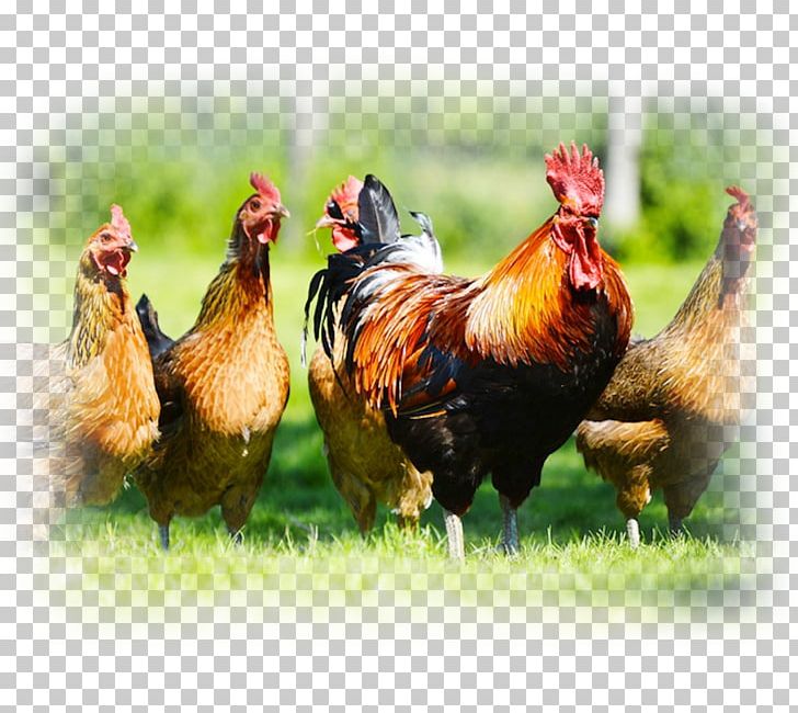 Chicken Cattle Poultry Farming Livestock PNG, Clipart, American Poultry Association, Animal Feed, Animals, Beak, Bird Free PNG Download
