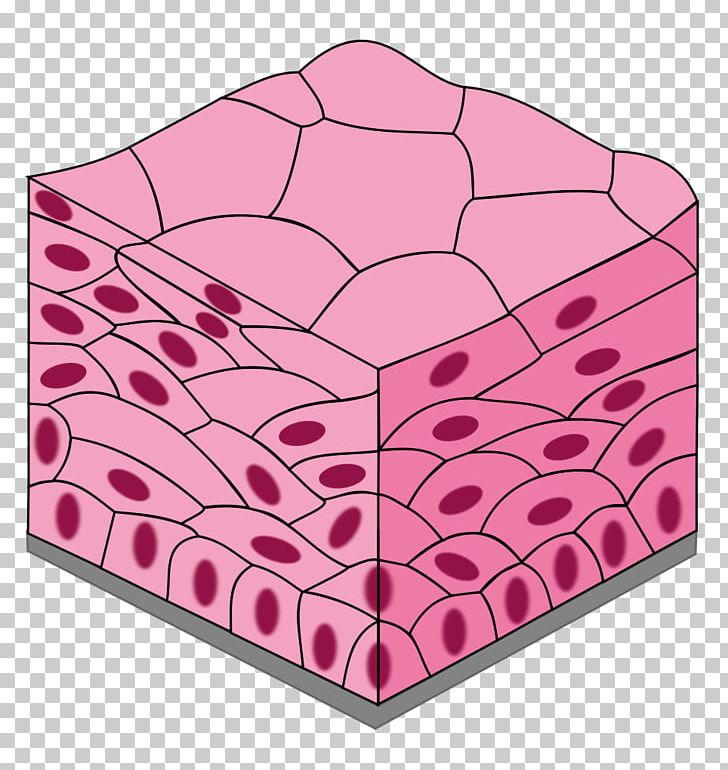Simple Squamous Epithelium Simple Cuboidal Epithelium Simple Columnar Epithelium Stratified Squamous Epithelium PNG, Clipart, Anatomy, Angle, Cell, Human Body, Others Free PNG Download