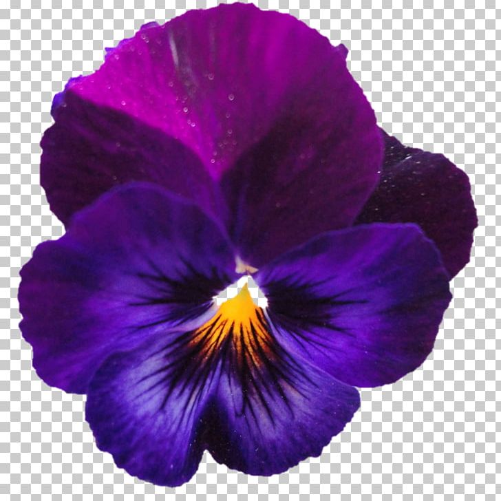 Pansy Violet Petal PNG, Clipart, Flower, Flowering Plant, Magenta, Nature, Pansy Free PNG Download