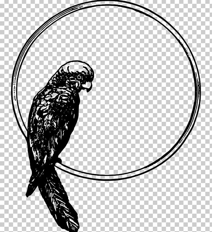 Bird Parrot Drawing PNG, Clipart, Animals, Art, Artwork, Beak, Bird Free PNG Download