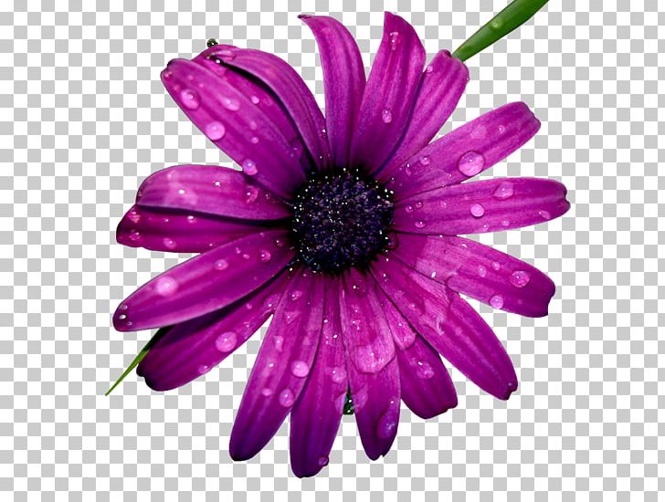 Flower Chrysanthemum PNG, Clipart, Annual Plant, Aster, Chrysanthemum, Chrysanths, Cicekler Free PNG Download