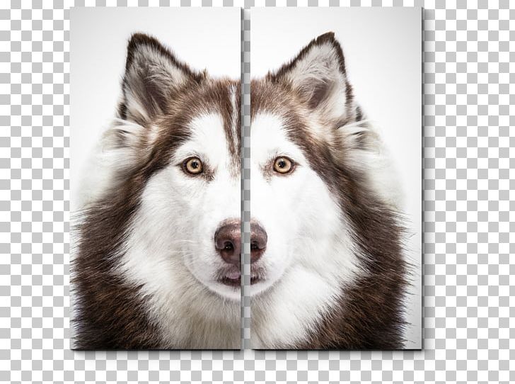 Siberian Husky Pug Puppy Maltese Dog French Bulldog PNG, Clipart, Alaskan Klee Kai, Animals, Carnivoran, Companion Dog, Desktop Wallpaper Free PNG Download