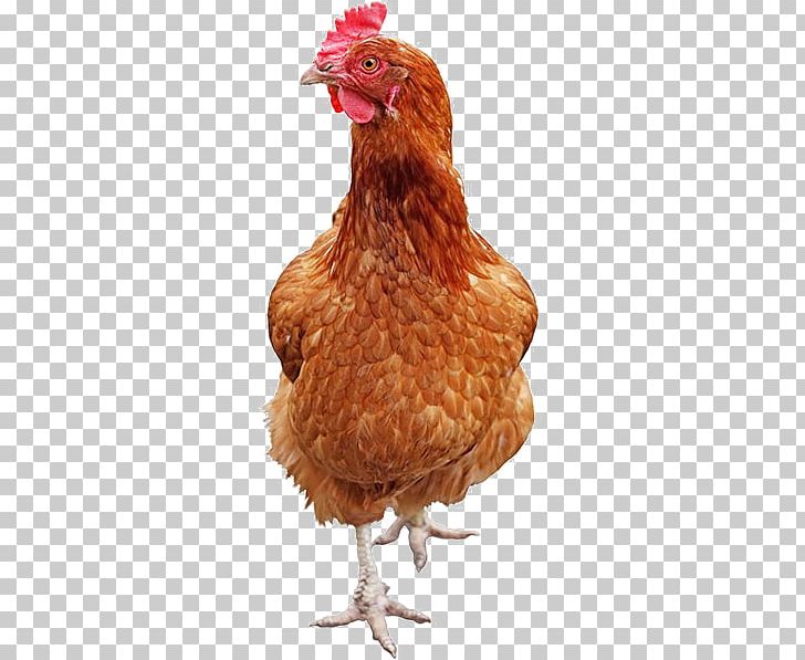 Rooster Rhode Island Red Broodiness Chicken Coop Poultry Farming PNG, Clipart, Beak, Bird, Broodiness, Building, Chicken Free PNG Download