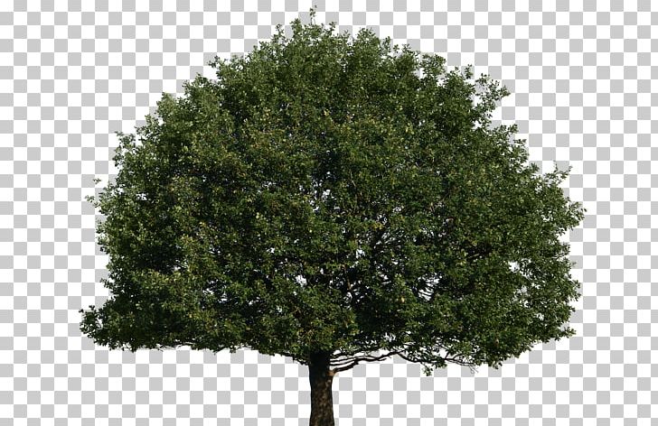 Tree Of 40 Fruit PNG, Clipart, Art, Deviantart, Evergreen, Graphic Design, Miscellaneous Free PNG Download