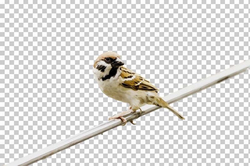 Bird Beak Sparrow Songbird Perching Bird PNG, Clipart, Beak, Bird, Finch, House Sparrow, Paint Free PNG Download