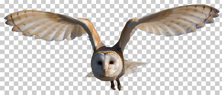 Bird Great Horned Owl Barn Owl Portable Network Graphics PNG, Clipart, Animal Figure, Animals, Barn Owl, Beak, Bird Free PNG Download