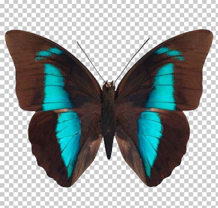 Brush-footed Butterflies Butterfly Prepona Gossamer-winged Butterflies Moth PNG, Clipart, Archaeoprepona Demophon, Arthropod, Brush Footed Butterflies, Brush Footed Butterfly, Butterflies And Moths Free PNG Download