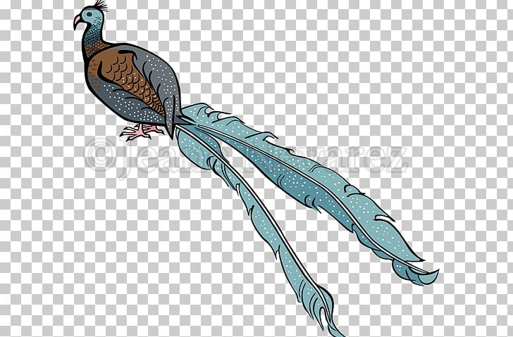 Macaw Bird Beak Feather Wing PNG, Clipart, Animals, Argus, Beak, Bird, Bird Of Prey Free PNG Download