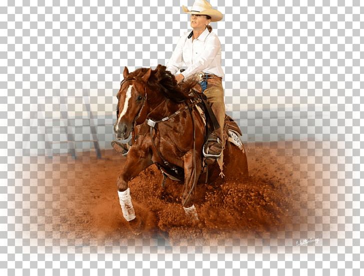 Mustang Reining Stallion Mare PNG, Clipart, Bridle, Cowboy, Halter, Horse, Horse Harness Free PNG Download