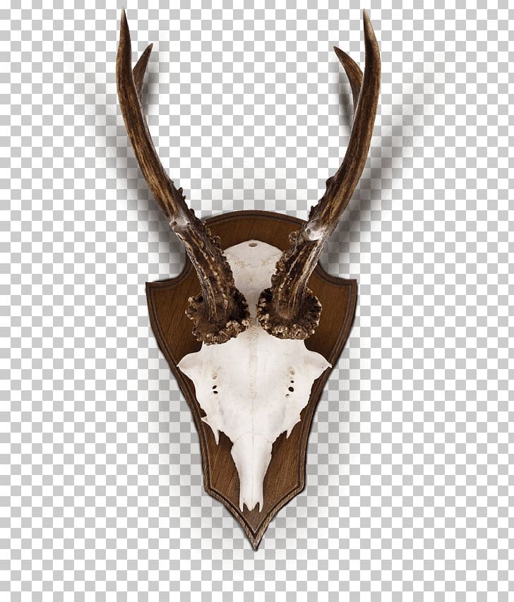 Deer Horn Trophy Hunting Antler PNG, Clipart, Animals, Antelope, Antler, Deer, Horn Free PNG Download