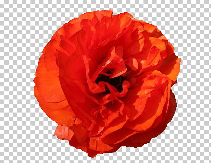 Garden Roses Red Poppy Flower PNG, Clipart, Celery, Herbaceous Plant, Orange, Orange Fruit, Orange Juice Free PNG Download