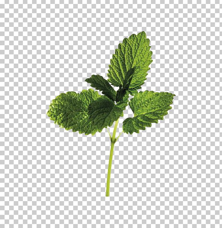 Lemon Balm Medicinal Plants Extract PNG, Clipart, Abdominal, Can, Chin, Effect, Herbaceous Plant Free PNG Download