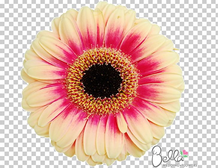 Transvaal Daisy Flower Bouquet Cut Flowers Common Daisy PNG, Clipart, Annual Plant, Bride, Charms Pendants, Chrysanthemum, Chrysanths Free PNG Download