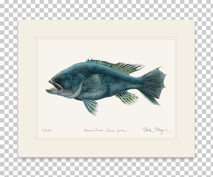 Fish Black Sea Bass Tuna Striped Bass PNG, Clipart, Animals, Art, Bass, Bigeye Tuna, Black Sea Bass Free PNG Download
