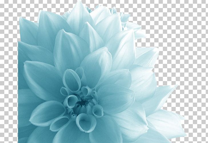 Flower Quotation Petal .de PNG, Clipart, Art, Big, Big Blue, Big Flower, Blue Free PNG Download