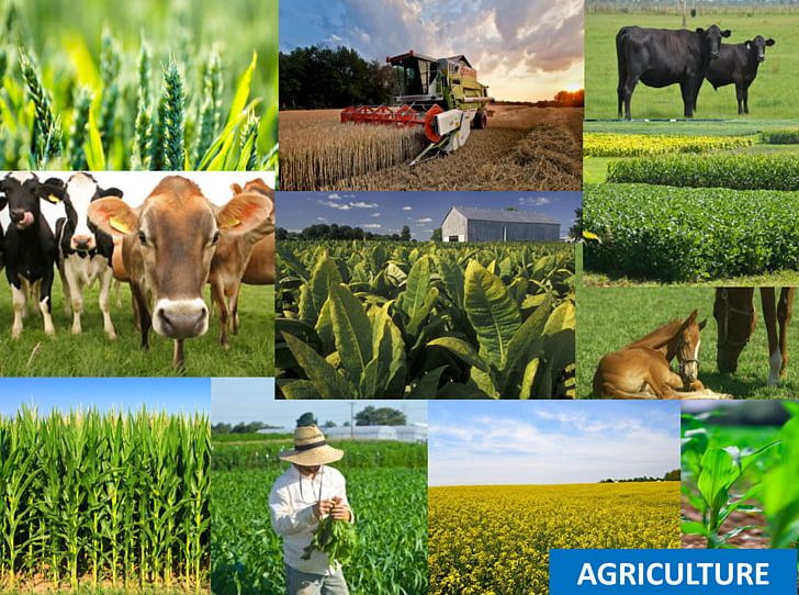 Kentucky Agriculture Natural Resource Agricultural Extension PNG, Clipart, Agricultural Extension, Agriculture, Cattle Like Mammal, Crop, Farm Free PNG Download