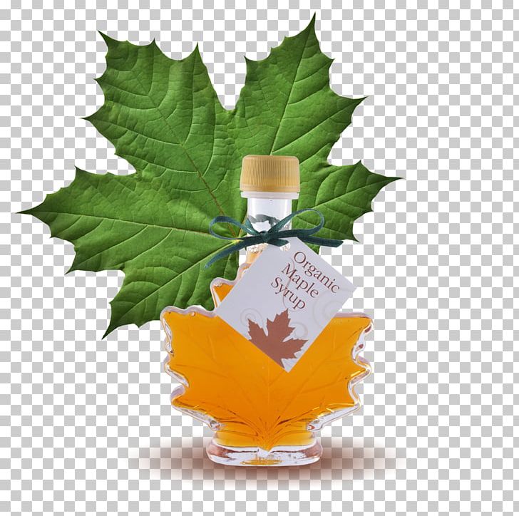 Maple Syrup Lemonade Sugar Substitute PNG, Clipart, Diet, Flowerpot, Food Drinks, Glucose Syrup, Leaf Free PNG Download