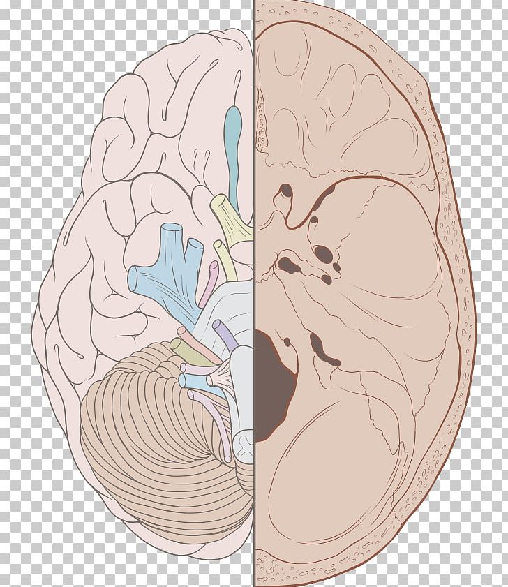 Cranial Nerves Cranial Cavity Base Of Skull Olfactory Nerve PNG, Clipart, Anatomy, Art, Base Of Skull, Brain, Brainstem Free PNG Download