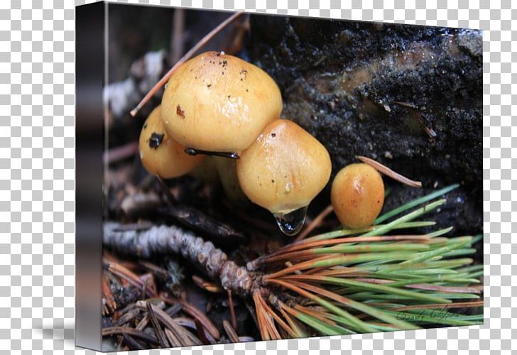 Mushroom Fungus PNG, Clipart, Fungus, Mushroom, Nature, Pearl Mushroom Free PNG Download