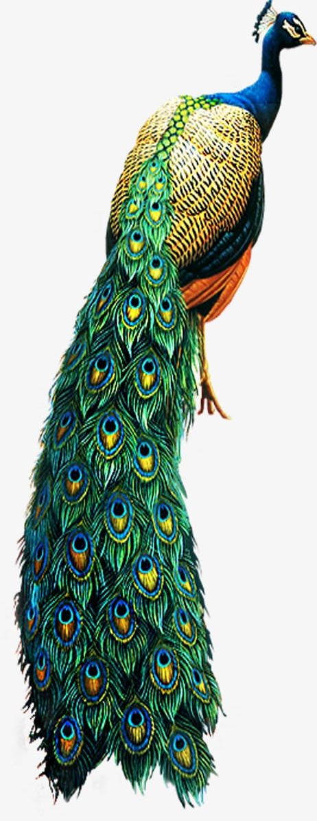 Peacock PNG, Clipart, Animal, Animal Head, Animals, Animals Birds, Bea Free PNG Download