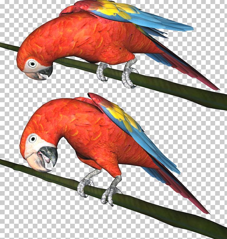 Bird Parrot Parakeet PNG, Clipart, Animal, Animals, Beak, Bird, Fauna Free PNG Download
