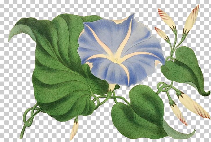Flower Plant Rose PNG, Clipart, Catkin, Daturas, Flower, Flower Blue, Flowering Plant Free PNG Download