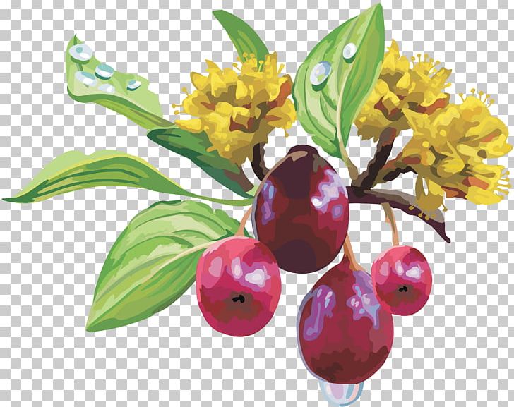 Fruit Grape Information Berry PNG, Clipart, Auglis, Berry, Blueberry, Computer Icons, Cornelian Cherry Free PNG Download