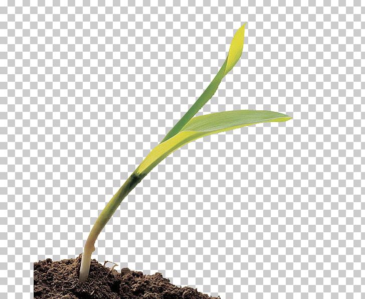 Grasses Commodity Plant Stem PNG, Clipart, Commodity, Grass, Grasses, Grass Family, Others Free PNG Download