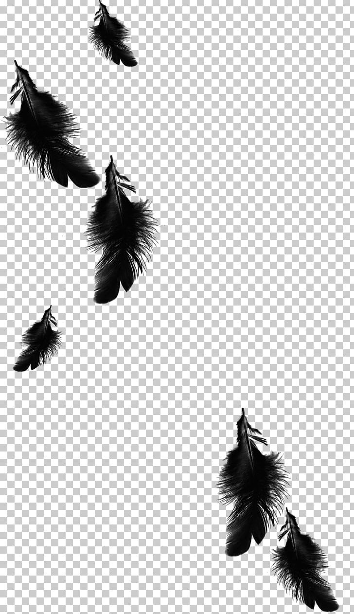 Raven Feather Azarath PNG, Clipart, Animals, Beautiful, Black And White, Black Background, Black Board Free PNG Download