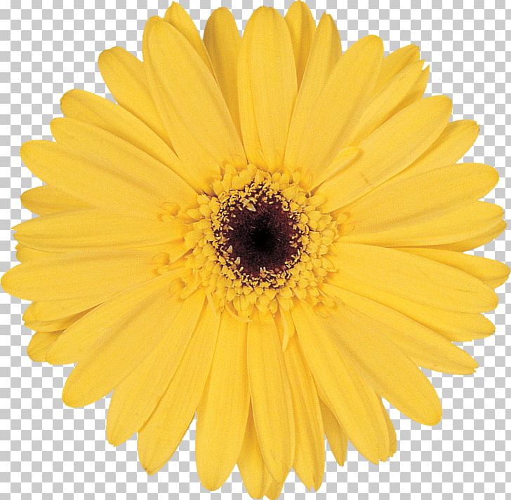 Stock Photography Flower Common Daisy Yellow PNG, Clipart, Calendula, Chrysanths, Cut Flowers, Dahlia, Daisy Free PNG Download