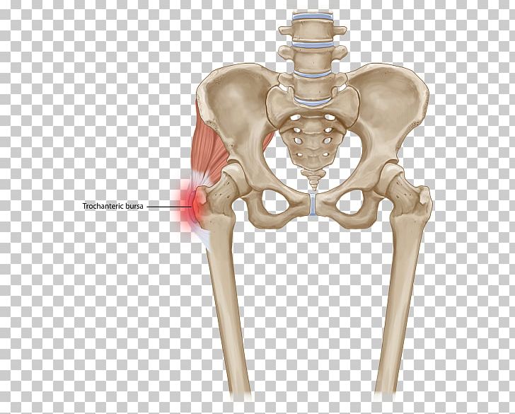 核心肌群 Vertebral Column Pudendal Nerve Quadratus Lumborum Muscle PNG, Clipart, Bone, Fascia, Gluteus Maximus Muscle, Greater Trochanteric Pain Syndrome, Hip Free PNG Download
