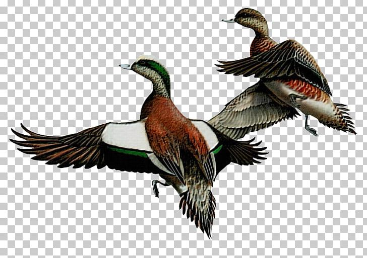 Duck Goose Bird Painter PNG, Clipart, Animal, Animals, Author, Beak, Bird Free PNG Download
