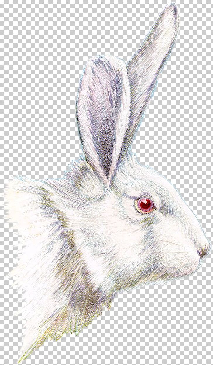 Easter Bunny Drawing PNG, Clipart, Art, Bunnies, Domestic Rabbit, Drawing, Easter Free PNG Download