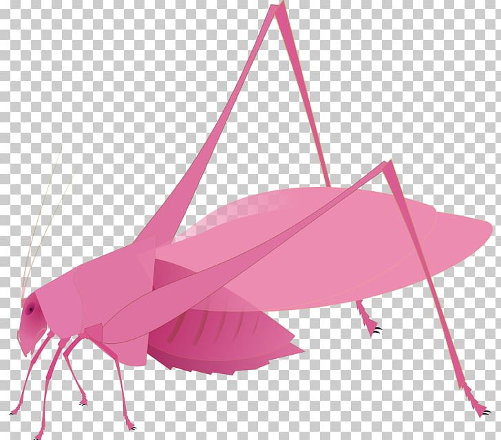 Insect Bush Crickets Nowadays PNG, Clipart, Animals, Bush Crickets, Cooking, Floor, Insect Free PNG Download