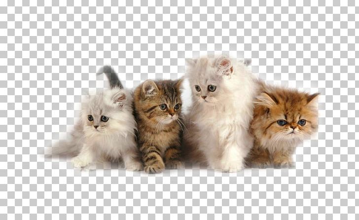 Persian Cat Himalayan Cat Kitten Siamese Cat Ragdoll PNG, Clipart, Animals, Asian Semi Longhair, Bree, Carnivoran, Cat Like Mammal Free PNG Download