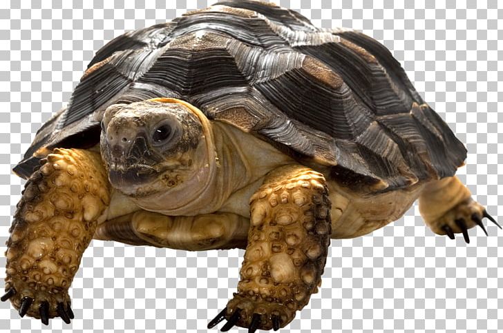Sea Turtle Animal Computer Icons PNG, Clipart, Animal, Animals, Box Turtle, Chelydridae, Common Snapping Turtle Free PNG Download